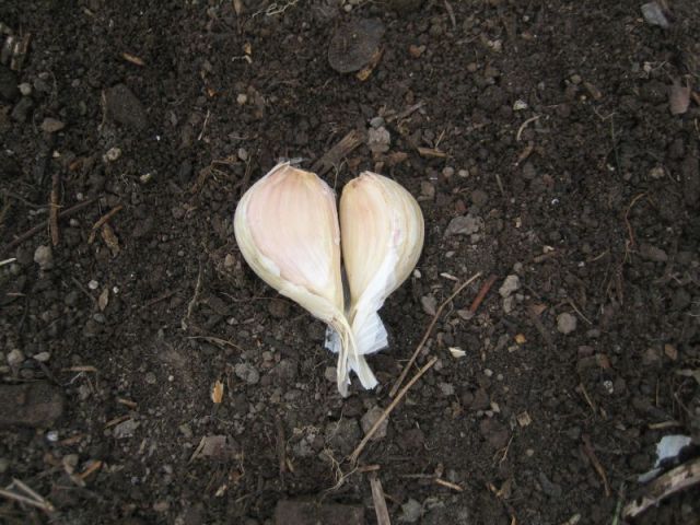 garlic_heart
